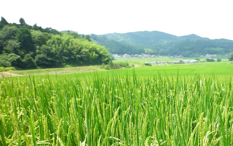 新米 令和6年産 重永農産 コシヒカリ 10kg 送料無料 受注精米 新米 令和6年産 重永農産 コシヒカリ 10kg 送料無料 受注精米