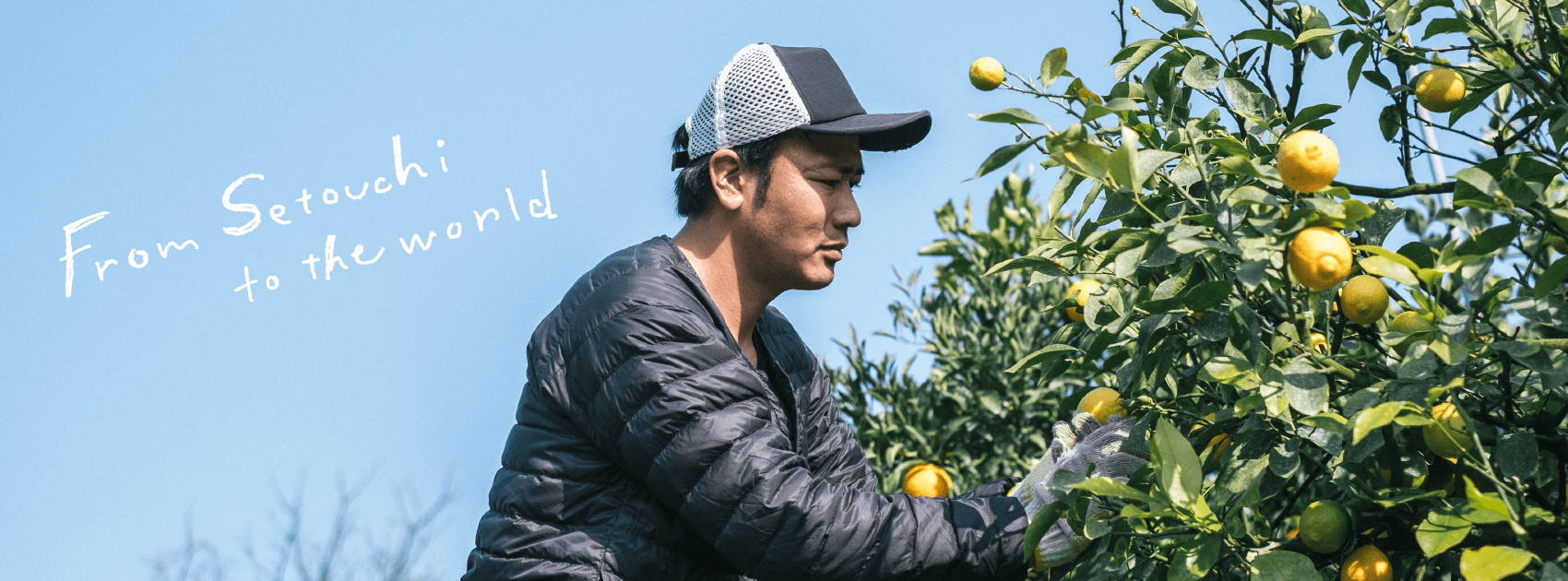 瀬戸内レモン農園 Yahoo!店 - Yahoo!ショッピング