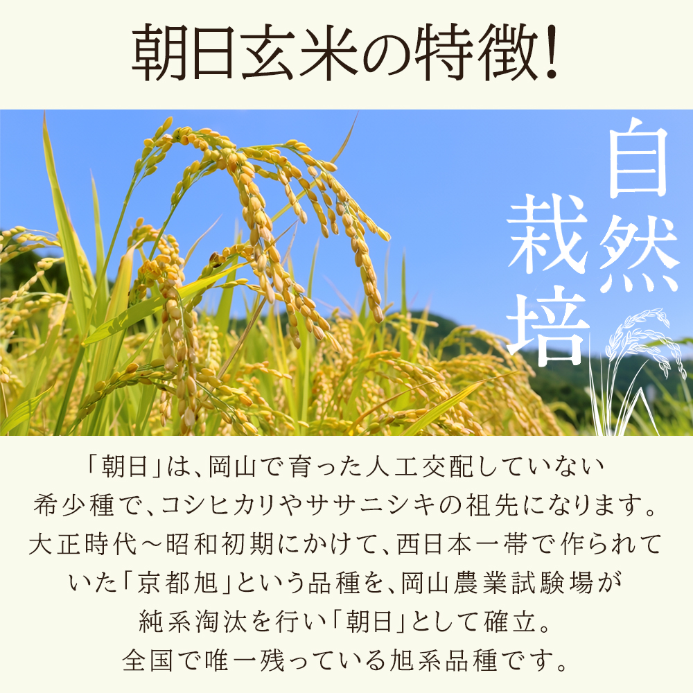 おかやま自然栽培「朝日米／精米」5kg （旧：木村式自然栽培