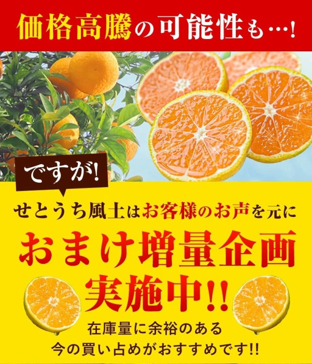 2セットで＋1kgおまけ 愛媛 みかん 1kg 送料無料 訳あり 早割予約 ミカン おまけ増量 柑橘 蜜柑 フルーツ 11月上旬-11月下旬より発送予定