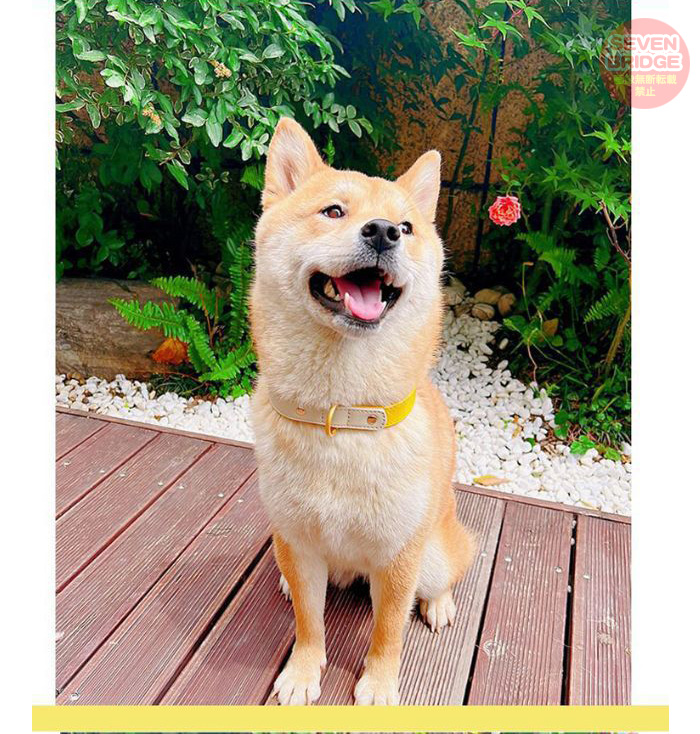 犬 猫 首輪 カラフル 4カラー ツートンカラー レザー ペット キャット