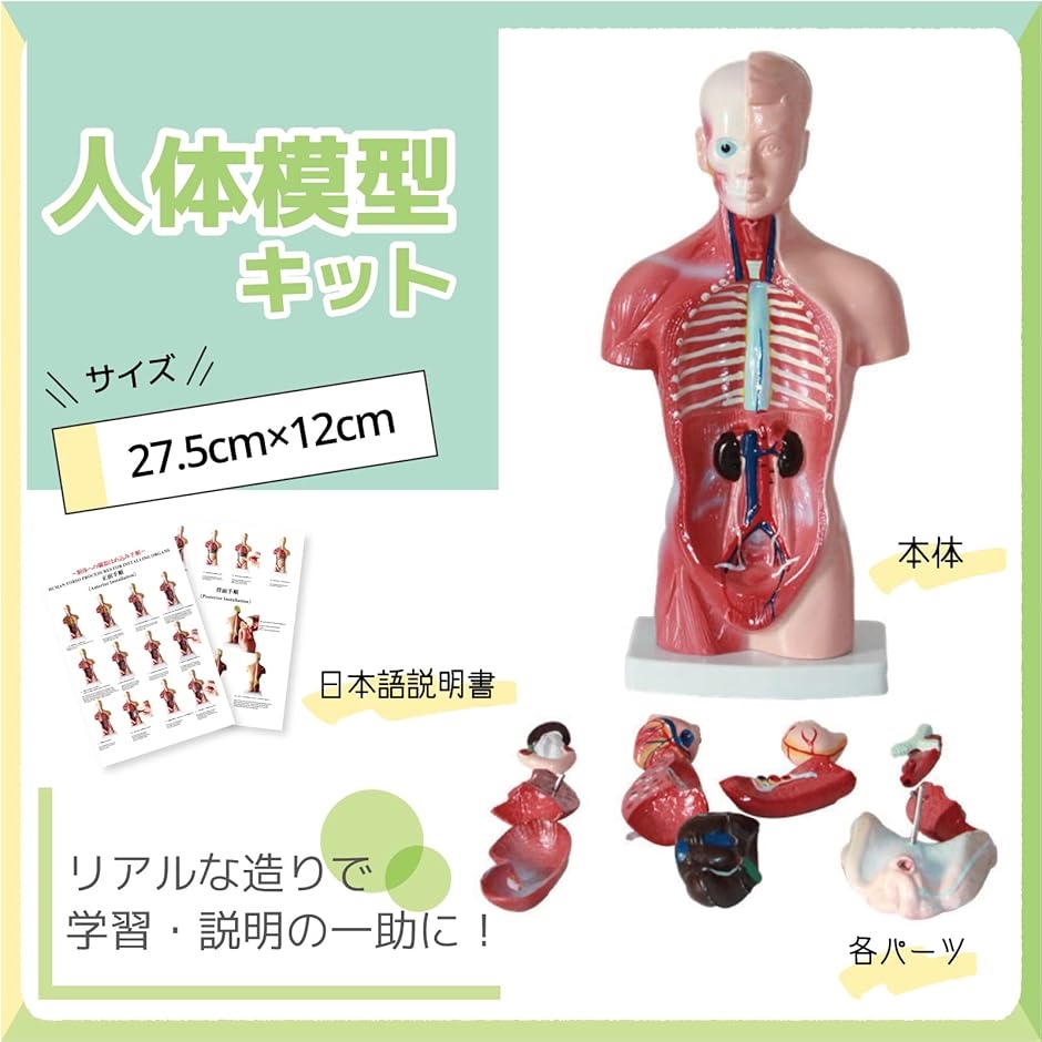 人体模型 おもちゃ 解剖 骨格模型 骨格標本 日本語説明書付属 学習キット | ブランド登録なし | 01