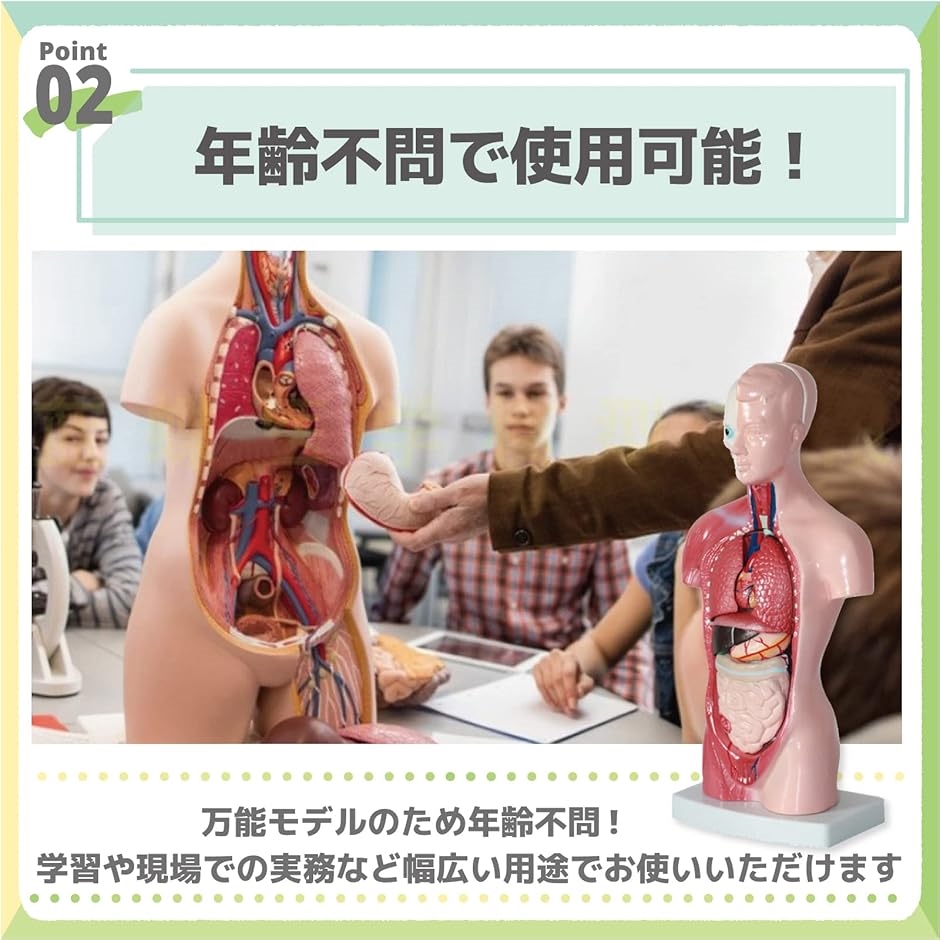 人体模型 おもちゃ 解剖 骨格模型 骨格標本 日本語説明書付属 学習キット | ブランド登録なし | 03