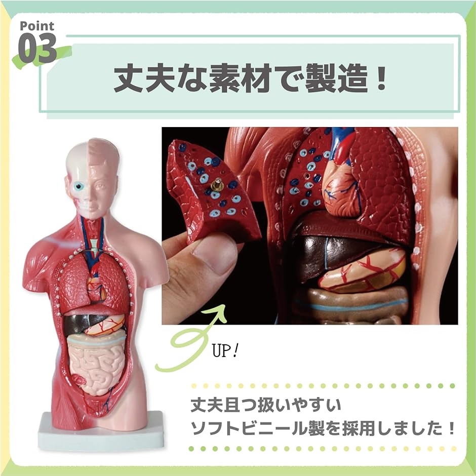 人体模型 おもちゃ 解剖 骨格模型 骨格標本 日本語説明書付属 学習キット | ブランド登録なし | 04