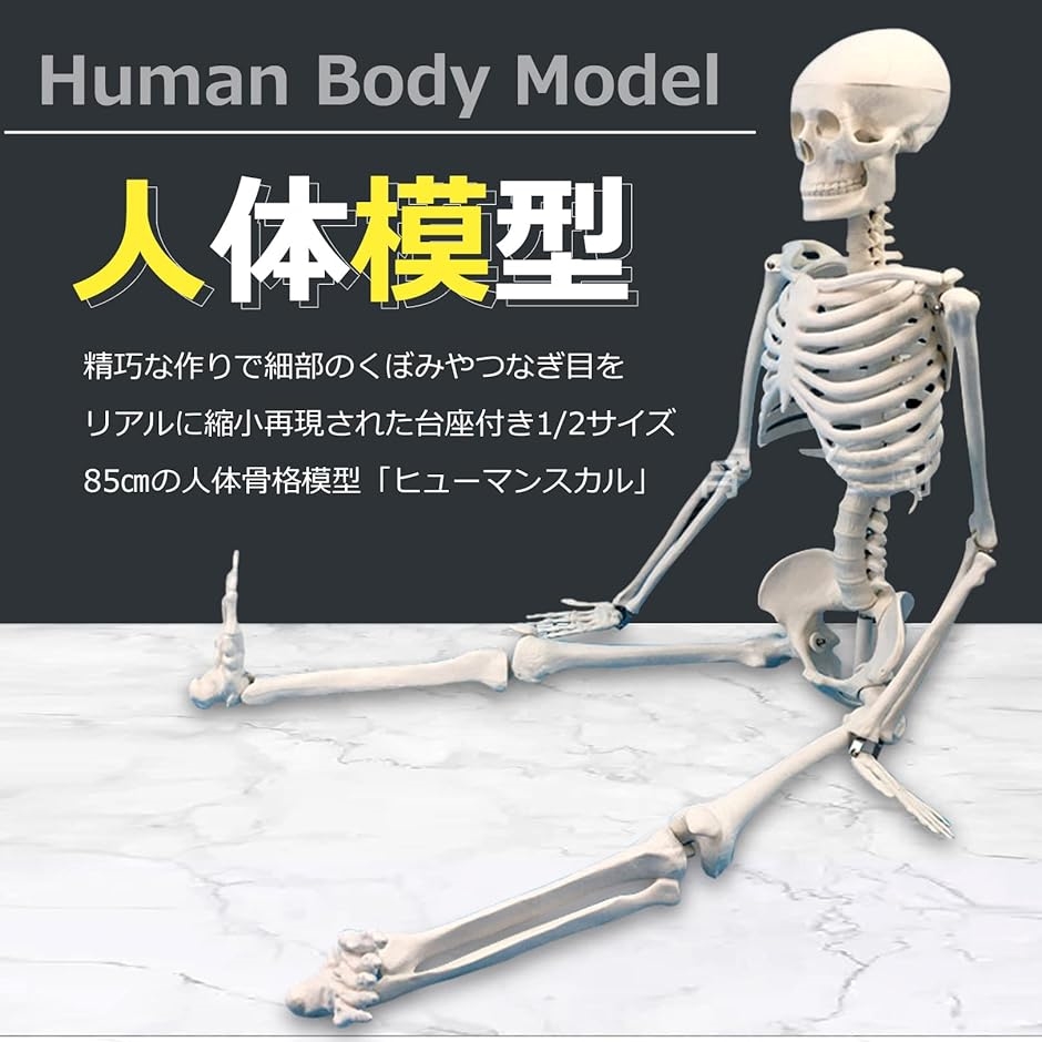 人体模型 骨格標本 全身 直立型 関節可動 骸骨 教材 スタンド 85cm