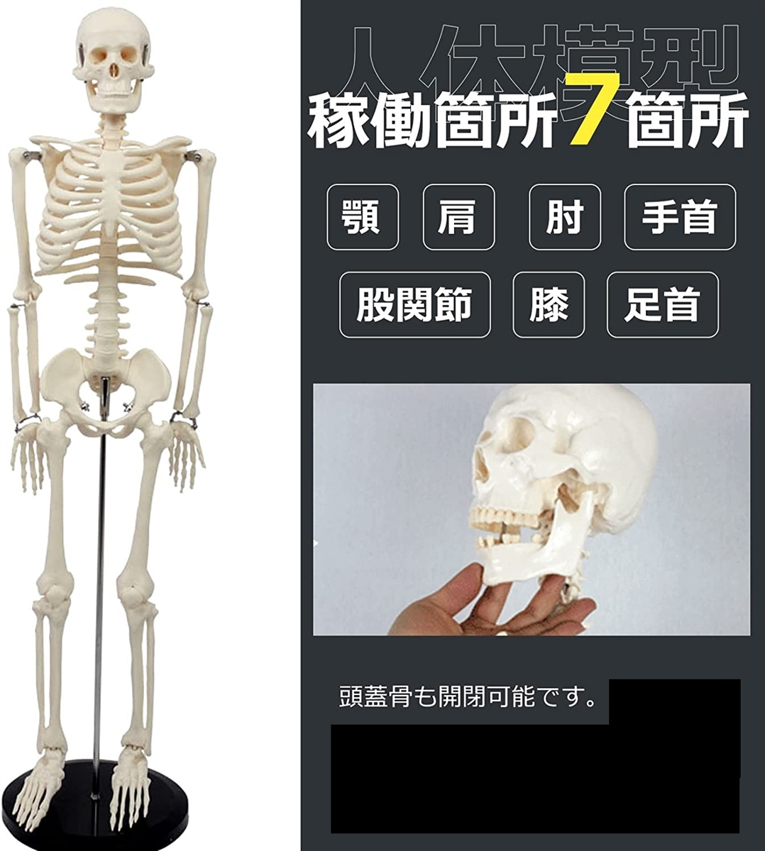人体模型 骨格標本 全身 直立型 関節可動 骸骨 教材 スタンド 85cm 