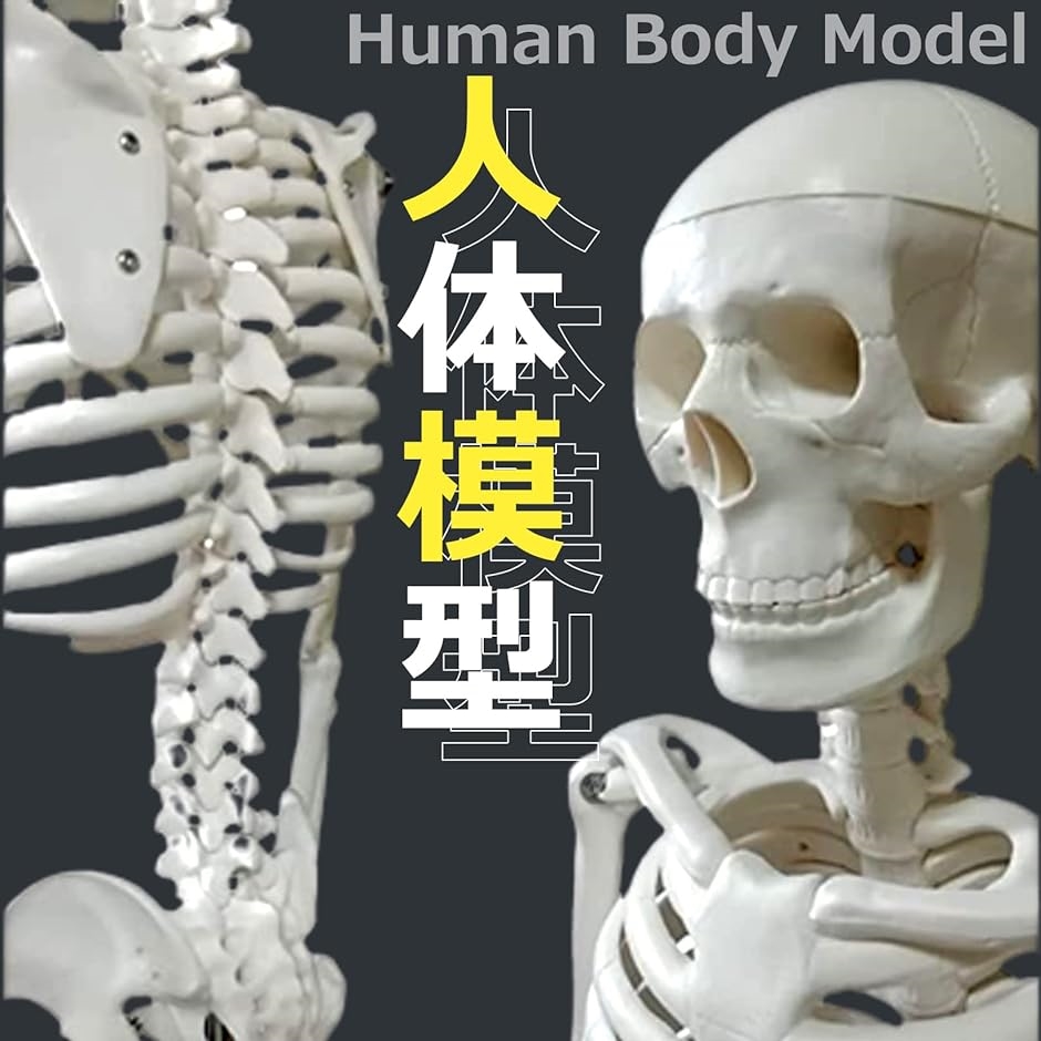 人体模型 骨格標本 全身 直立型 関節可動 骸骨 教材 スタンド 85cm 