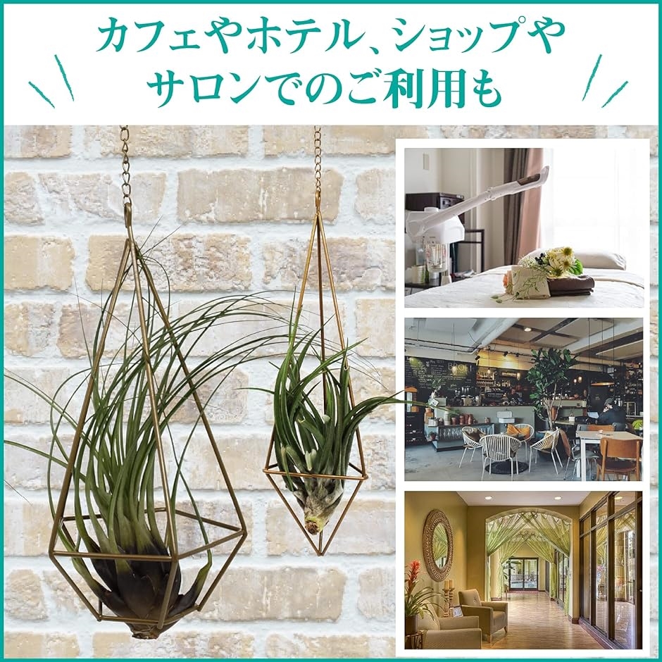 アイアン プラントハンガー チェーン付き エアプランツ 吊るす 植物