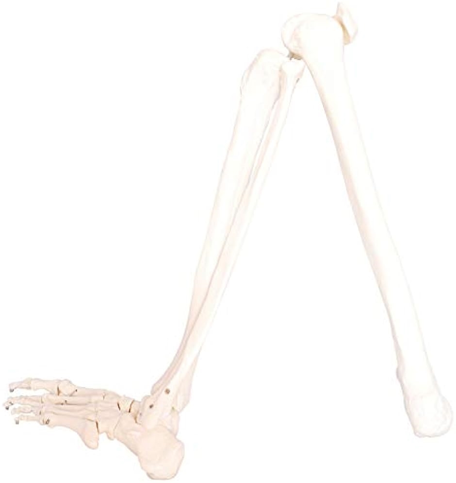 人体模型 下肢骨 大腿骨 脛骨 足骨 等身大 86cm ワイヤーつなぎ モデル 左足