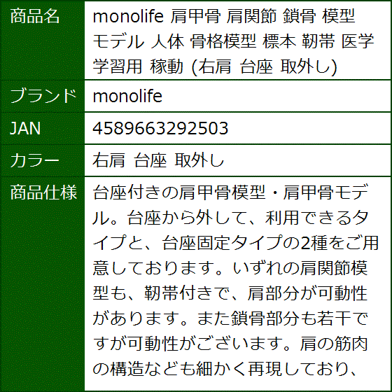 肩甲骨 肩関節 鎖骨 模型 モデル 人体 骨格模型 標本 靭帯 医学 学習用