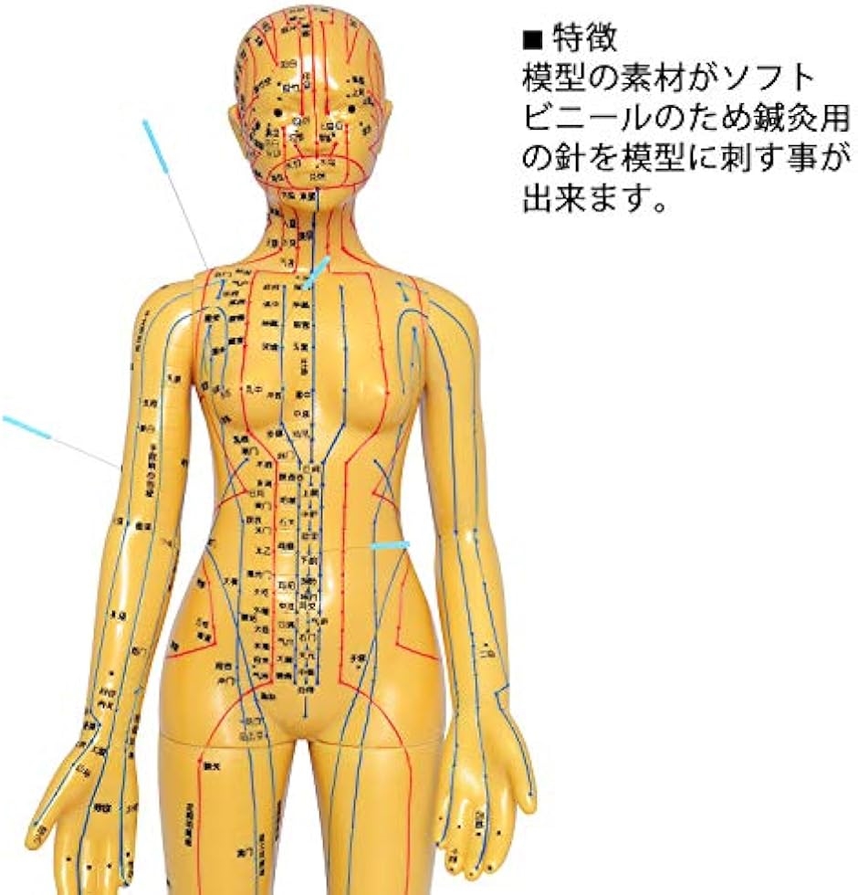 人体模型 ツボ 針灸 鍼灸経穴模型 経絡 モデル 整体 マッサージ 学習用 52.5cm 女性 タイプ(女性 ソフトビニール タイプ)