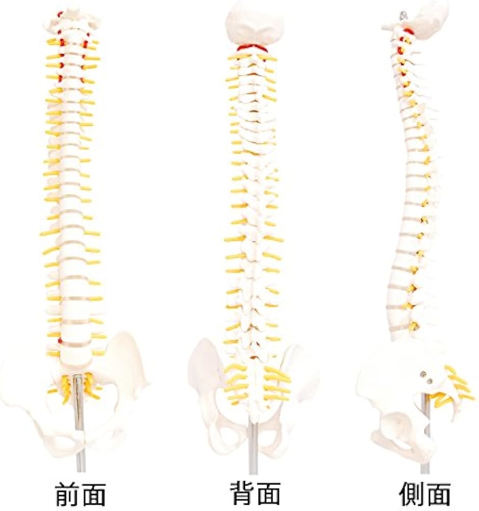 人体模型 脊椎骨盤模型 脊柱 脊髄 背骨 腰椎 股 関 節 1/2 モデル なし( 股 関 節 なし)