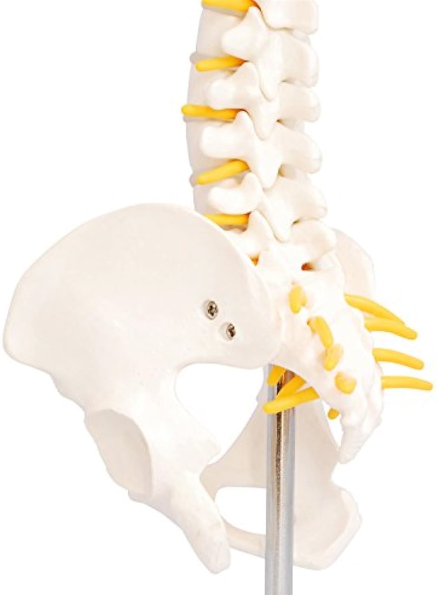人体模型 脊椎骨盤模型 脊柱 脊髄 背骨 腰椎 股 関 節 1/2 モデル なし( 股 関 節 なし)