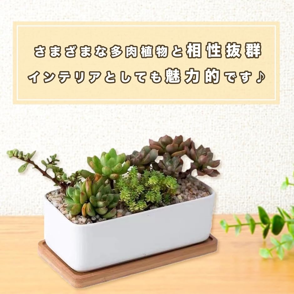 プランター セラミック おしゃれ 植木鉢 多肉植物 寄せ植え サボテン 陶器 長方形(トレー付き) | ブランド登録なし | 04