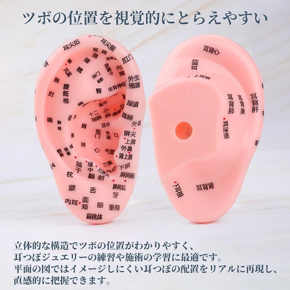 耳つぼ 模型 耳つぼシール 耳つぼジュエリー 練習 グッズ 耳ツボ 学校 学習 人体模型 ツール 13cm | ブランド登録なし | 02