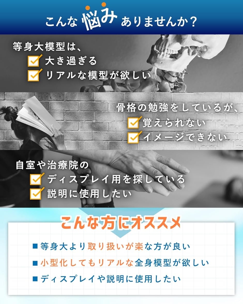 KIYOMARU リアルで再現性の高い1/2サイズの全身骨格模型 人体模型 骨模型 理学療法士監修 約85cm 骨格標本 骨格モデル | ブランド登録なし | 02