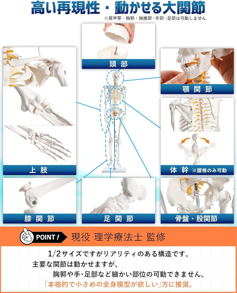 KIYOMARU リアルで再現性の高い1/2サイズの全身骨格模型 人体模型 骨模型 理学療法士監修 約85cm 骨格標本 骨格モデル | ブランド登録なし | 04
