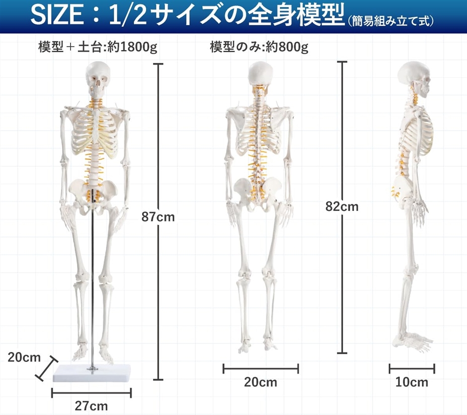 KIYOMARU リアルで再現性の高い1/2サイズの全身骨格模型 人体模型 骨模型 理学療法士監修 約85cm 骨格標本 骨格モデル | ブランド登録なし | 06