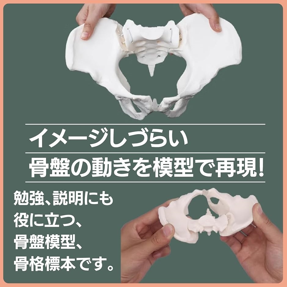 ミニ 骨格模型の商品一覧 通販 - Yahoo!ショッピング ミニ 骨格模型の商品一覧 通販 - Yahoo!ショッピング