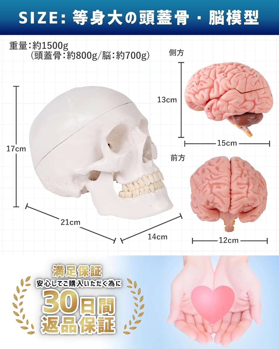 頭蓋骨模型 模型の商品一覧 通販 - Yahoo!ショッピング