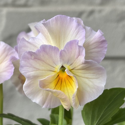 パンジー シエルブリエ 1株 ブルー系 3〜3.5号ポット苗 寄せ植え 花苗