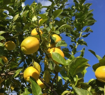 フィンガーライム リトルルビー 苗木 接木4年生 5号 苗 果樹苗