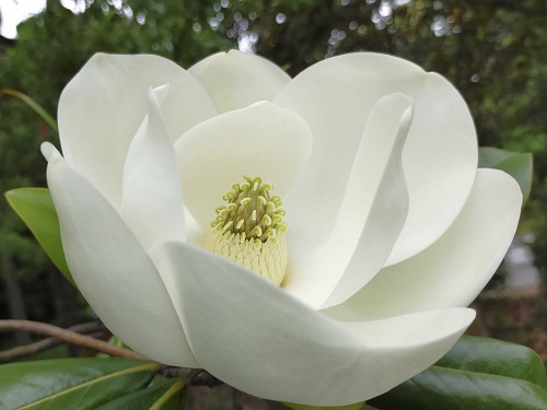 タイサンボク ケイパレス 苗木 3.5号ポット 挿し木苗 : エスフルール