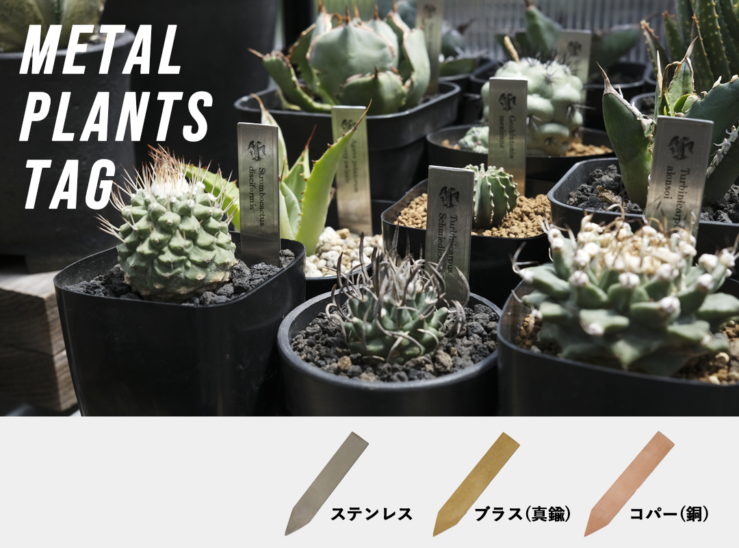 SHALLOWPLANTS - Yahoo!ショッピング