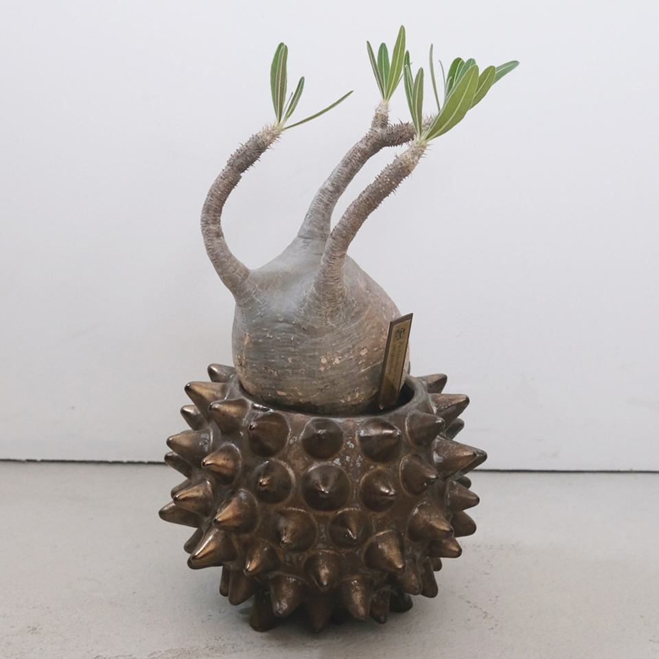 ソルトゲ【グリーン】 Φ18cm×14cm 植木鉢 受け皿付 5号 陶器 棘
