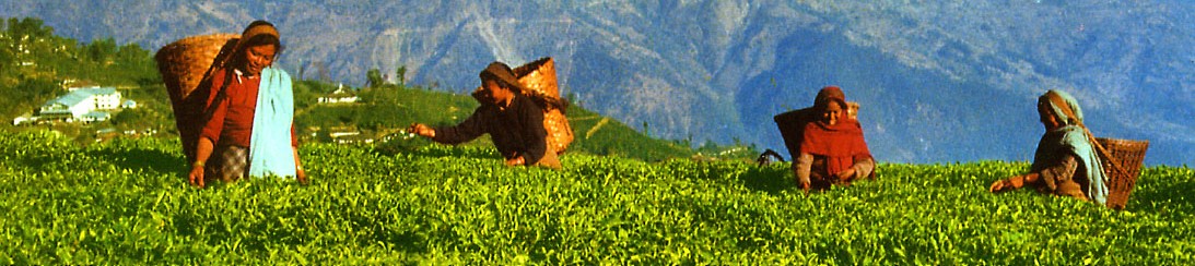 インド直輸入シャンティ紅茶とハーブティー ヘッダー画像