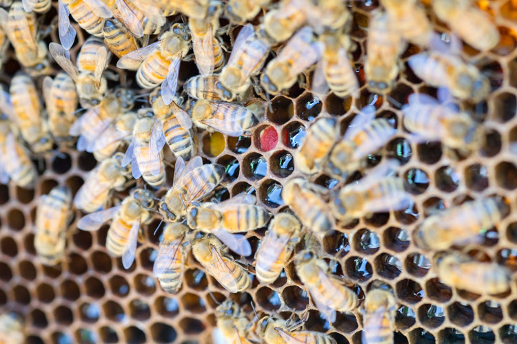 蜜を集めるミツバチたち