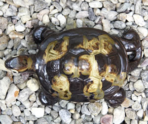 信楽焼 4号福亀おきもの 長寿にご利益がある亀 縁起物のかめ置物 陶器