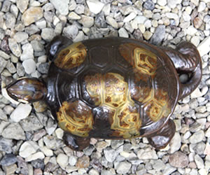 信楽焼 6号福亀おきもの 長寿にご利益がある亀 縁起物のかめ置物 陶器