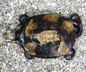 信楽焼 10号福亀おきもの 送料無料 長寿にご利益がある亀 縁起物のかめ