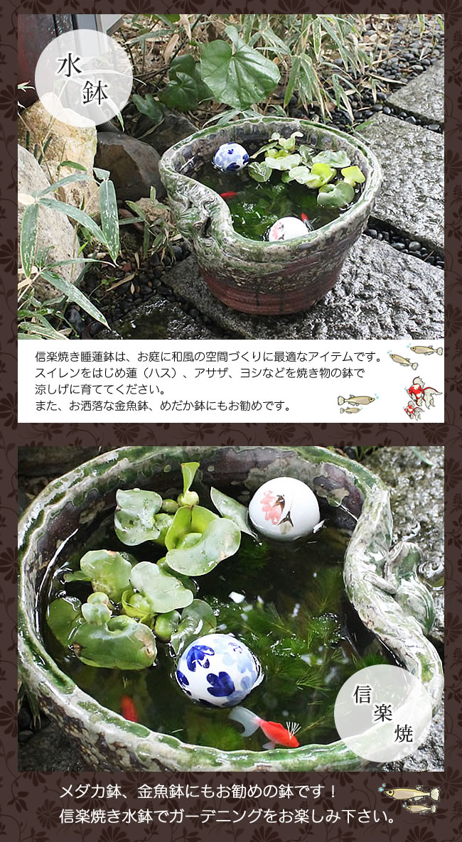 信楽焼 睡蓮鉢 メダカ鉢 めだか鉢 陶器 水鉢 ビオトープ 金魚鉢 信楽焼