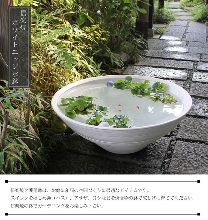 睡蓮鉢 メダカ鉢 金魚鉢