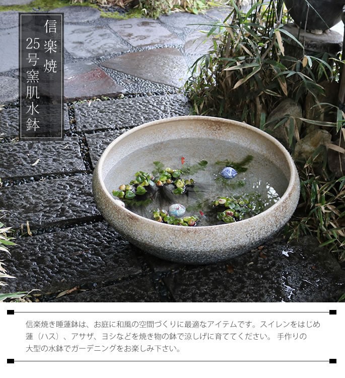 信楽焼 睡蓮鉢 メダカ鉢 おしゃれ めだか鉢 陶器 水鉢
