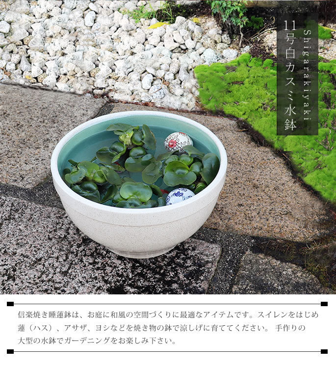 変形 水鉢 (睡蓮鉢、メダカ鉢) - 観葉植物