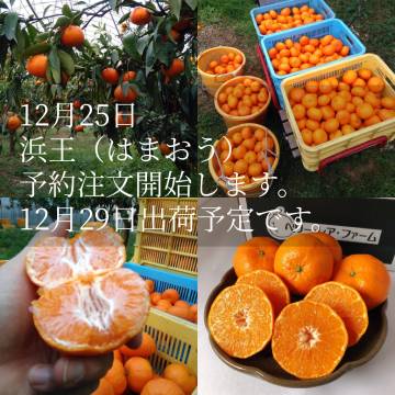 重(しげ)さん家の美味しいみかん - Yahoo!ショッピング