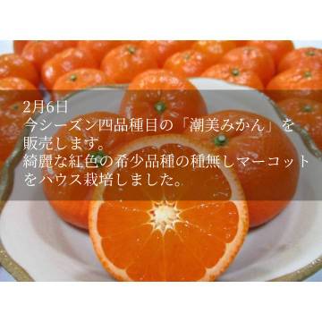 重(しげ)さん家の美味しいみかん - Yahoo!ショッピング
