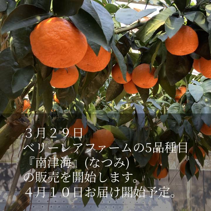 重(しげ)さん家の美味しいみかん - Yahoo!ショッピング