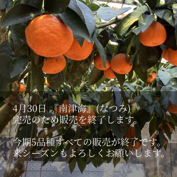 重(しげ)さん家の美味しいみかん - Yahoo!ショッピング