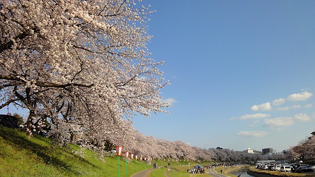 岡山の桜 旭川さくら道 後楽園 志ほや 通販 Yahoo ショッピング