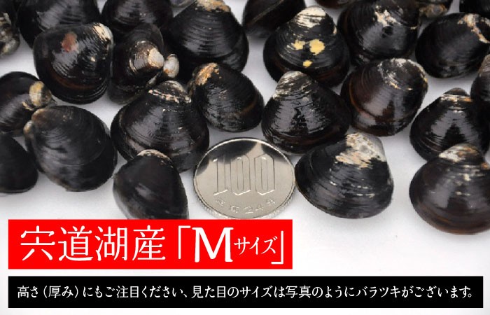 シジミ 宍道湖産レトルトしじみ Mサイズ 100g×15袋【S100/15】 :k000312:しじみ屋かわむら - 通販 - Yahoo!ショッピング