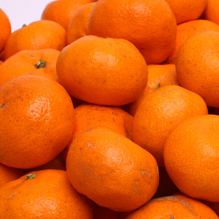 特別栽培 定番 橙 だいだい 3kg