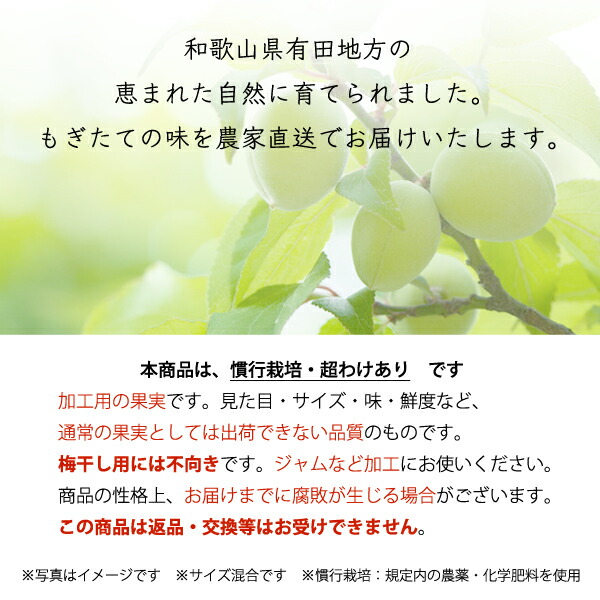 [超わけあり]紀州南高梅【送料無料】 KS 超訳あり 訳あり お得 青梅 南高梅 大粒 大玉 梅ジュース用 梅干し用 梅酒の梅 梅酒用 梅 うめ ウメ 梅の実 ジャム シロップ 産地直送 産直 農家直送 和歌山県 和歌山 国産 紀州梅 紀州梅干し