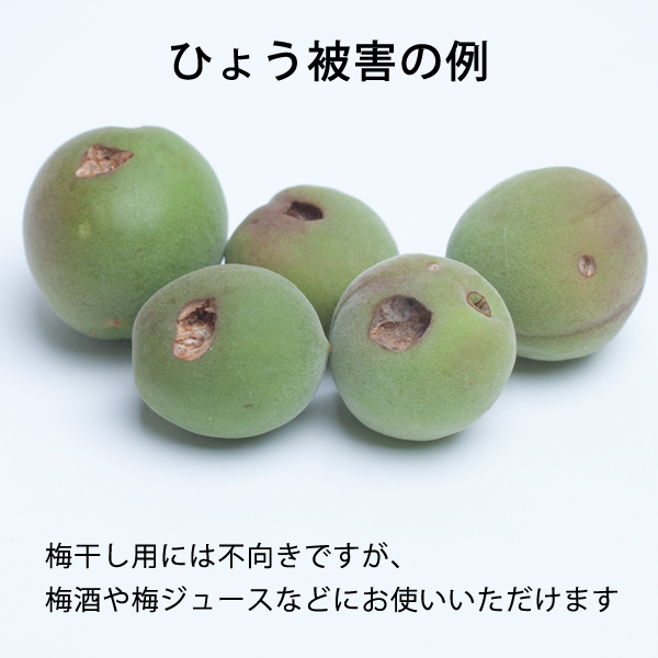 [超わけあり]紀州南高梅【送料無料】 KS 超訳あり 訳あり お得 青梅 南高梅 大粒 大玉 梅ジュース用 梅干し用 梅酒の梅 梅酒用 梅 うめ ウメ 梅の実 ジャム シロップ 産地直送 産直 農家直送 和歌山県 和歌山 国産 紀州梅 紀州梅干し