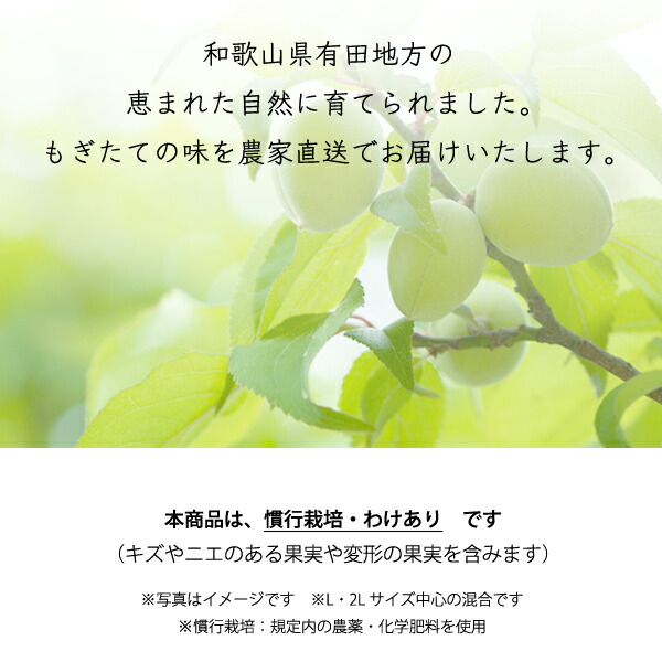 和歌山県の恵まれた自然で育てた南高梅、青梅です