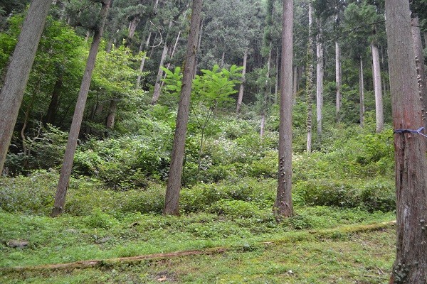 島田の森