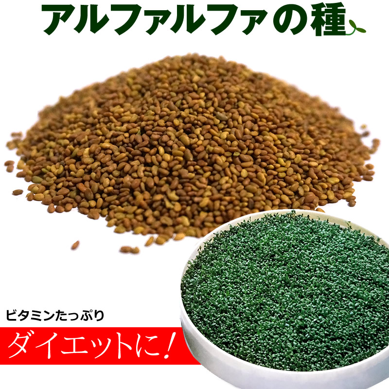 アルファルファ種 オーストラリア産 250g
